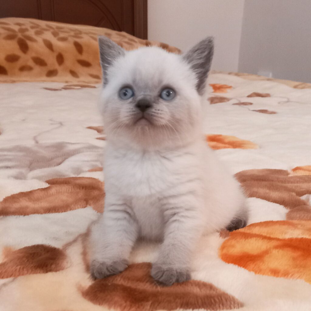 DG1 Batın Wimpy Cat House
