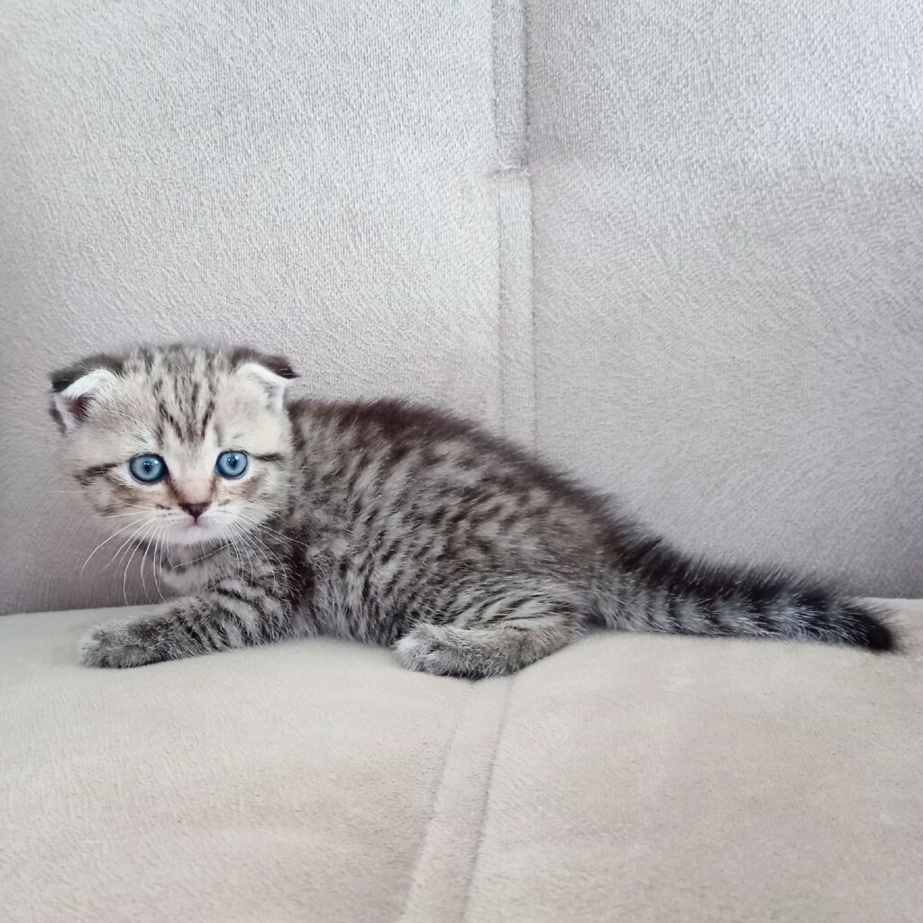 HM1 Batın Wimpy Cat House